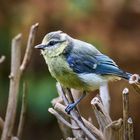 Cyanistes caeruleus