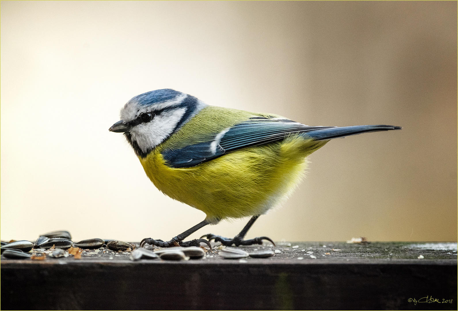 Cyanistes caeruleus