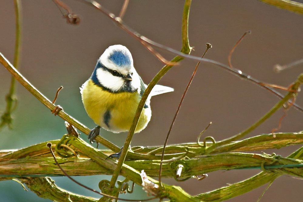 Cyanistes caeruleus