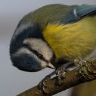 Cyanistes caeruleus