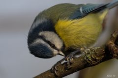 Cyanistes caeruleus