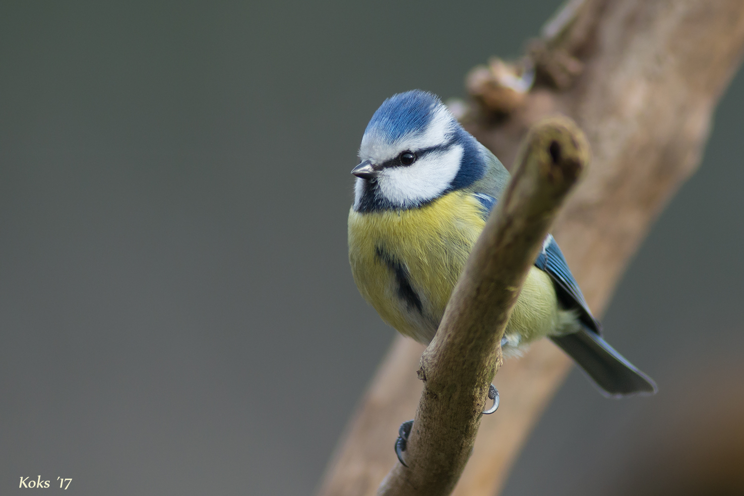 Cyanistes caeruleus