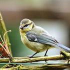 Cyanistes caeruleus