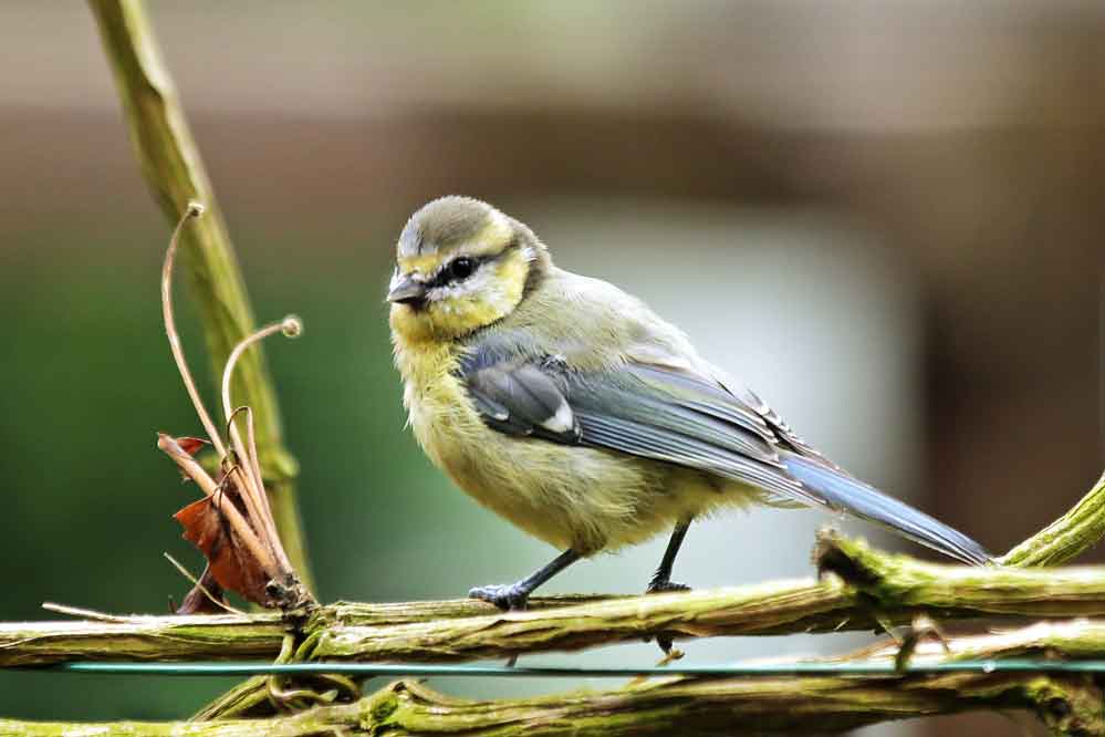 Cyanistes caeruleus