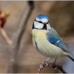 Cyanistes caeruleus