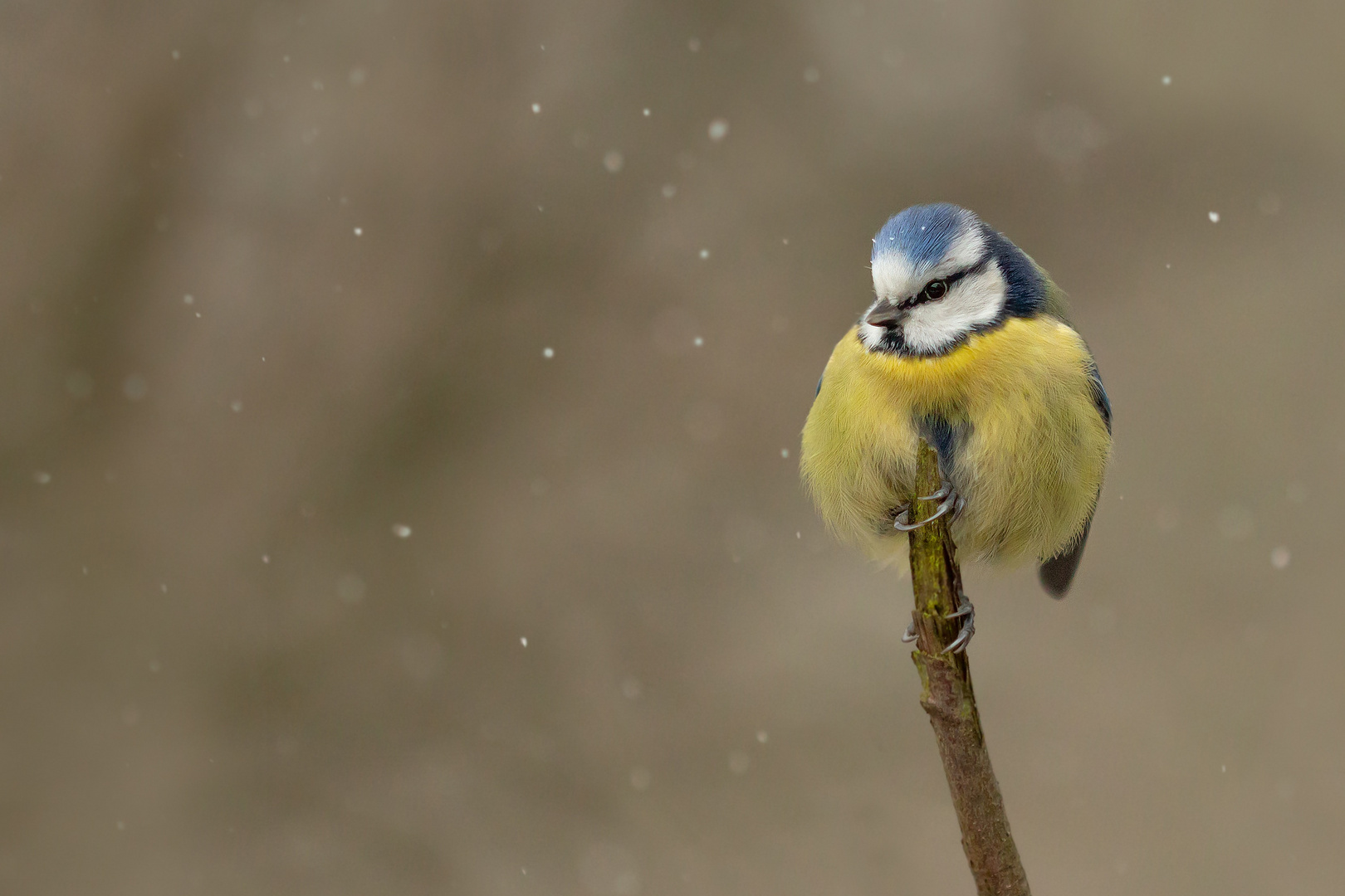 Cyanistes caeruleus - Blaumeise  bei leichtem Schneefall 