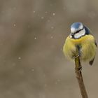 Cyanistes caeruleus - Blaumeise  bei leichtem Schneefall 