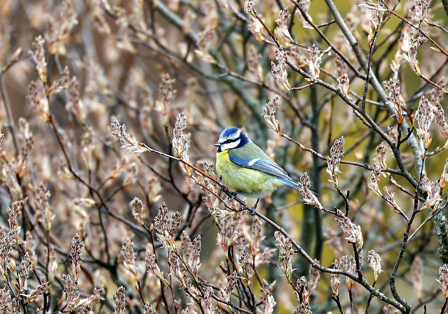 Cyanistes caeruleus