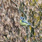 Cyanistes caeruleus