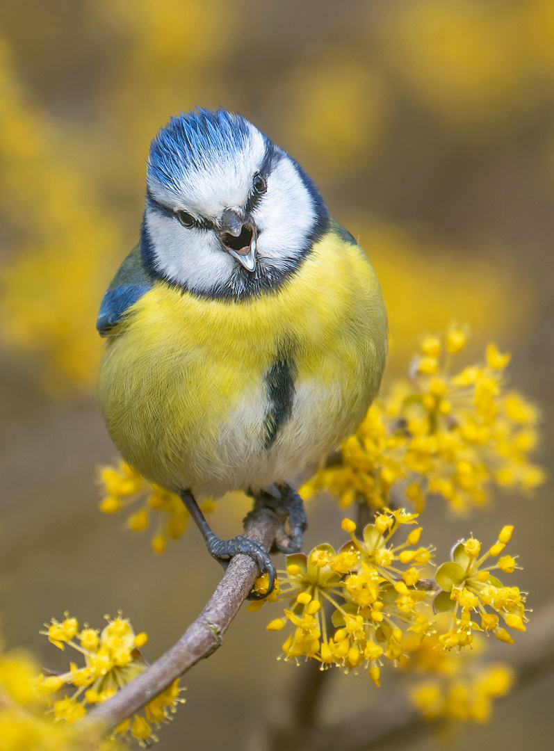 Cyanistes caeruleus - die sprechende Blaumeise