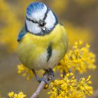 Cyanistes caeruleus - die sprechende Blaumeise