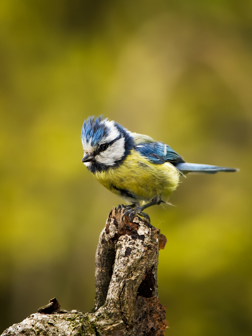 Cyanistes caeruleus