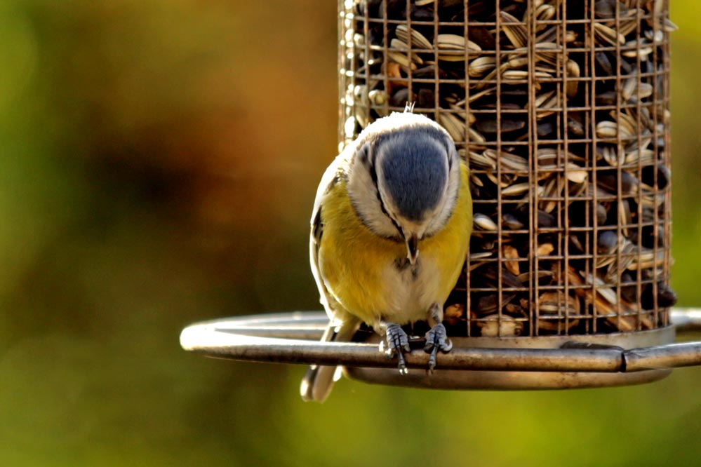 Cyanistes caeruleus - eingeschlafen ?