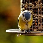 Cyanistes caeruleus - eingeschlafen ?