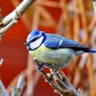 Cyanistes caeruleus - Futter fest im Griff