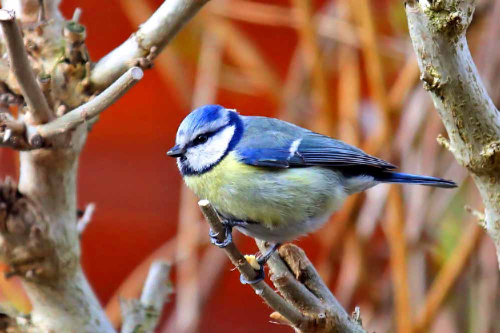 Cyanistes caeruleus - Futter fest im Griff