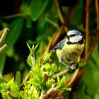 Cyanistes caeruleus - Futter fest im Griff