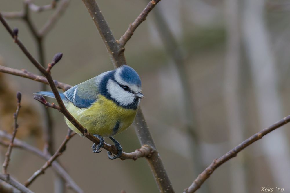 Cyanistes caeruleus im Walde