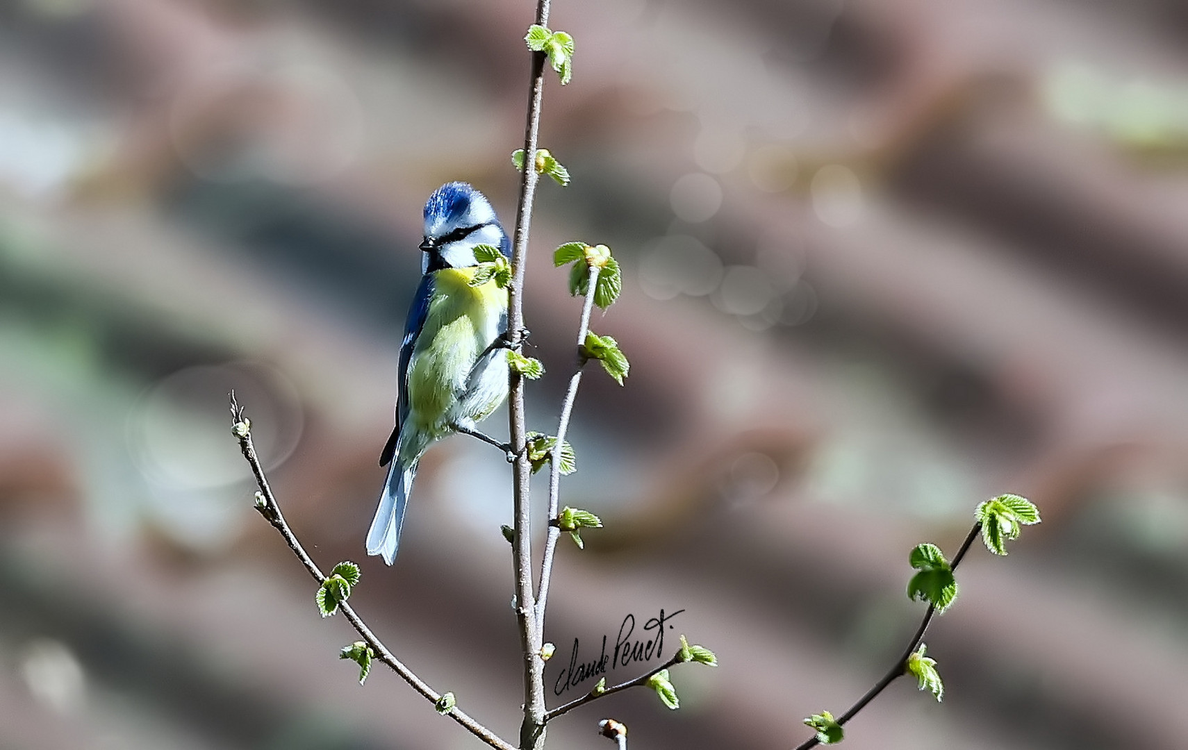 Cyanistes caeruleus ( M )