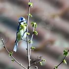 Cyanistes caeruleus ( M )