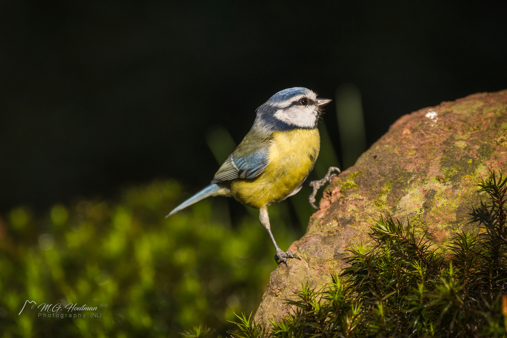 Cyanistes caeruleus - Parus caeruleus