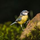 Cyanistes caeruleus - Parus caeruleus