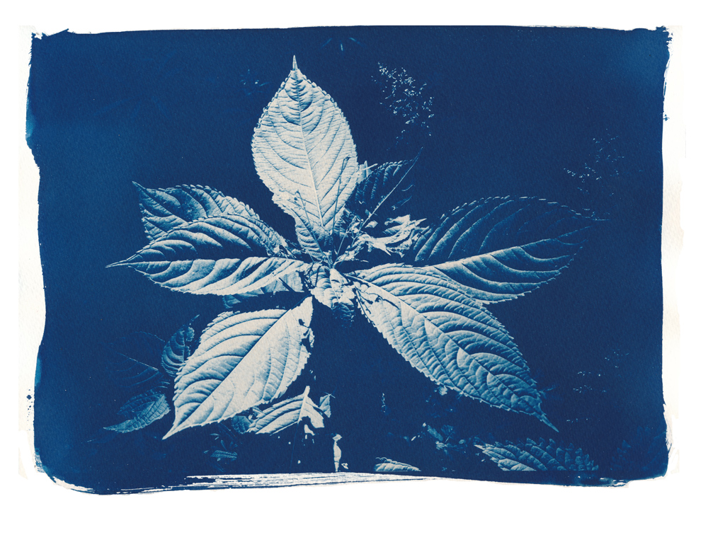 Cyanoblätter Foto & Bild techniken, cyanotypie, labor & druck Bilder