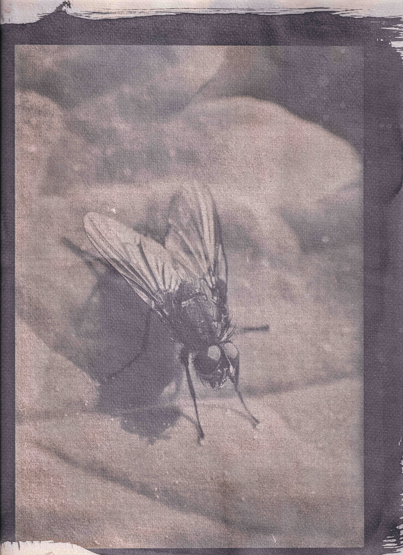 Cyanotypie: Fliege