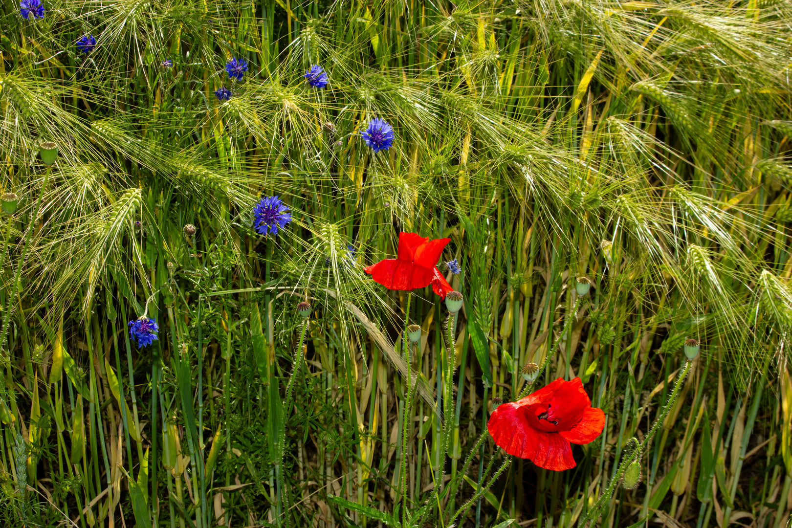 Cyanus segetum and Papaver rhoeas