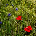 Cyanus segetum and Papaver rhoeas