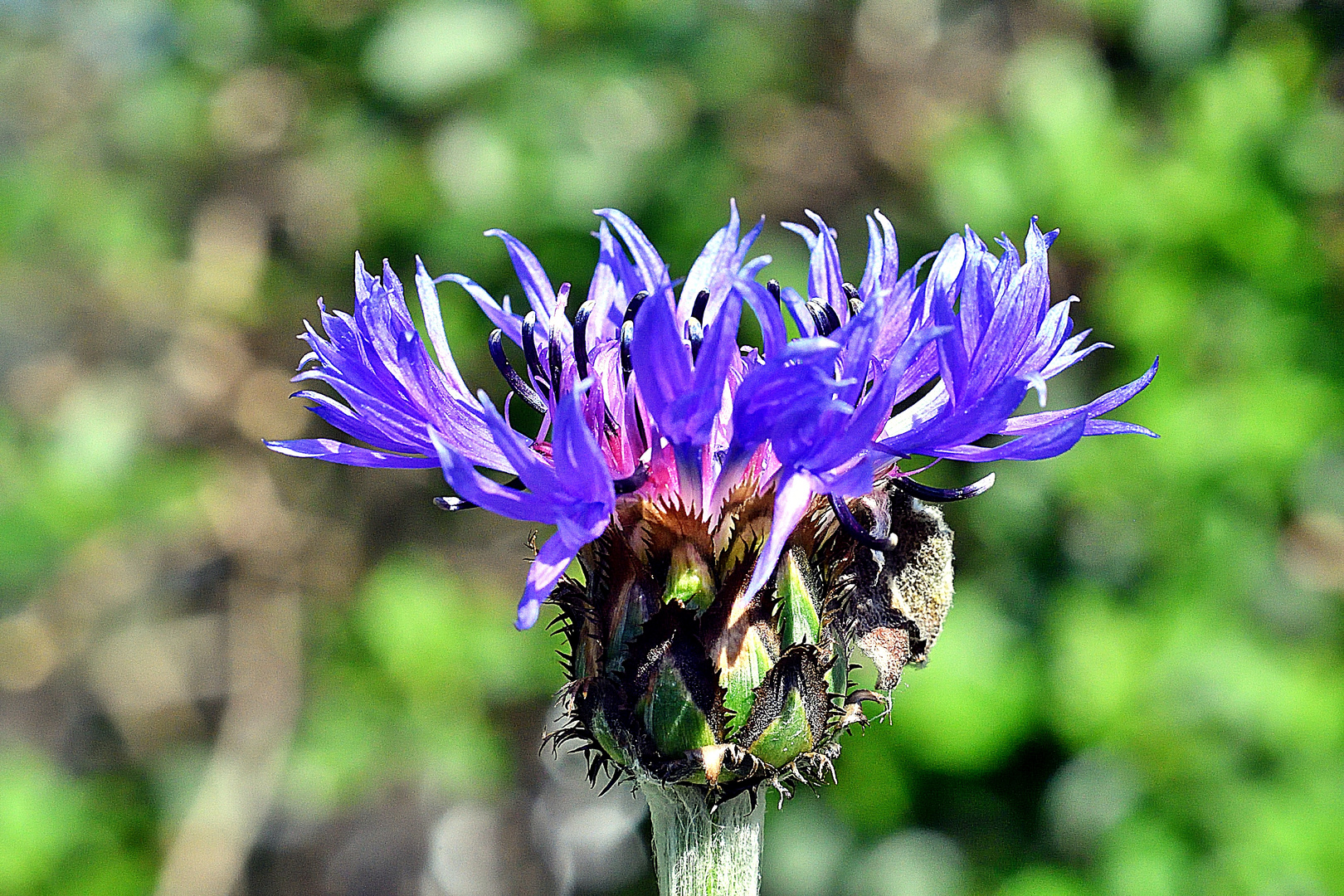 Cyanus segetum, Kornblume oder Zyane