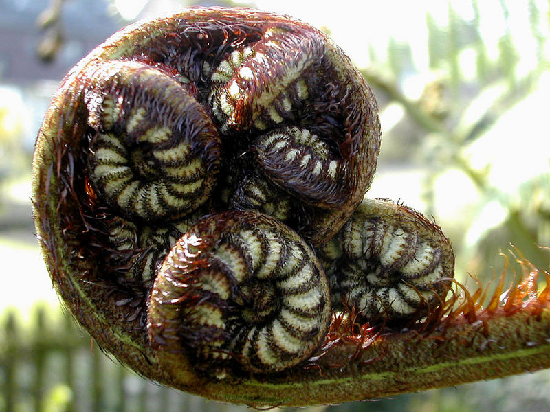 Cyathea cooperi