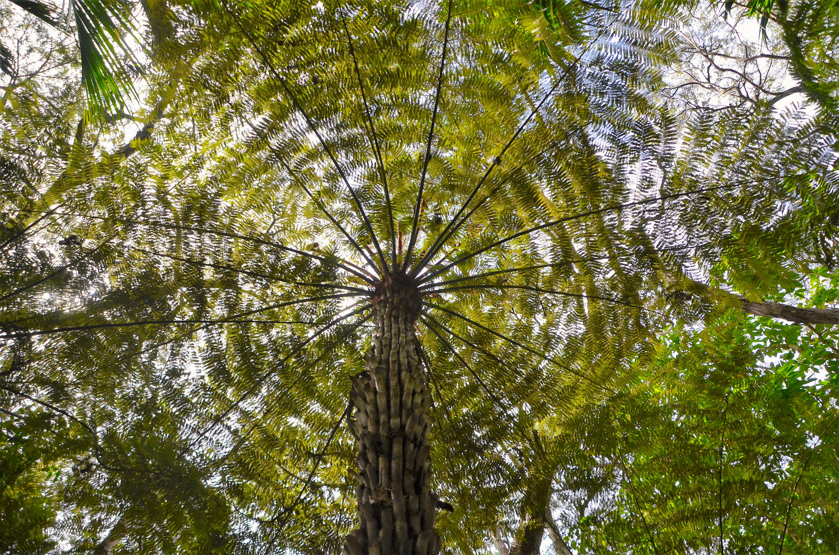 Cyatheales