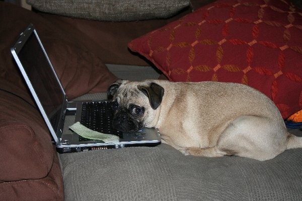 Cyber Mops