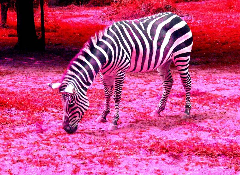 Cyber-Zebra