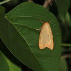 Cybosia mesomella, das Elfenbein-Flechtenbärchen