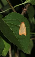 Cybosia mesomella, das Elfenbein-Flechtenbärchen