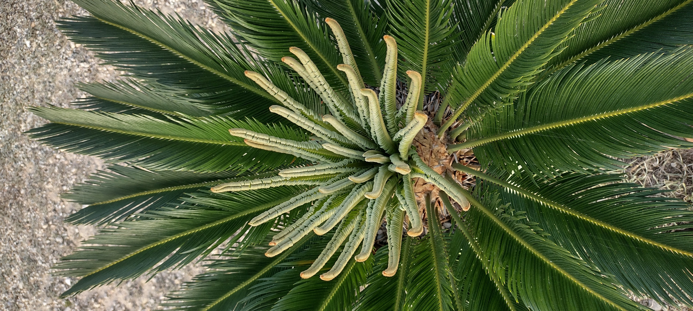 Cycad