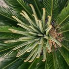 Cycad