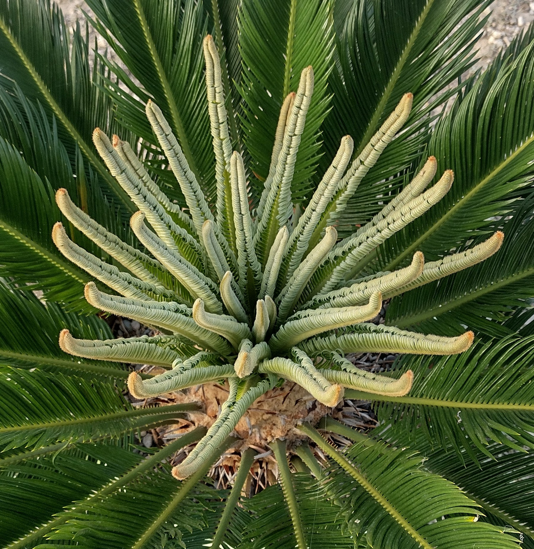 Cycad 