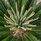 Cycad 