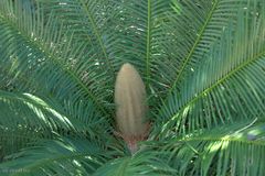 Cycad Gardens Kathrine 4