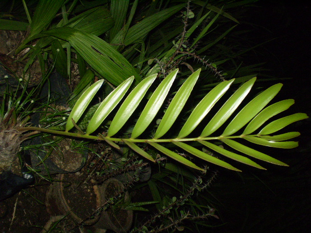 cycad leaf