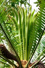 Cycas.