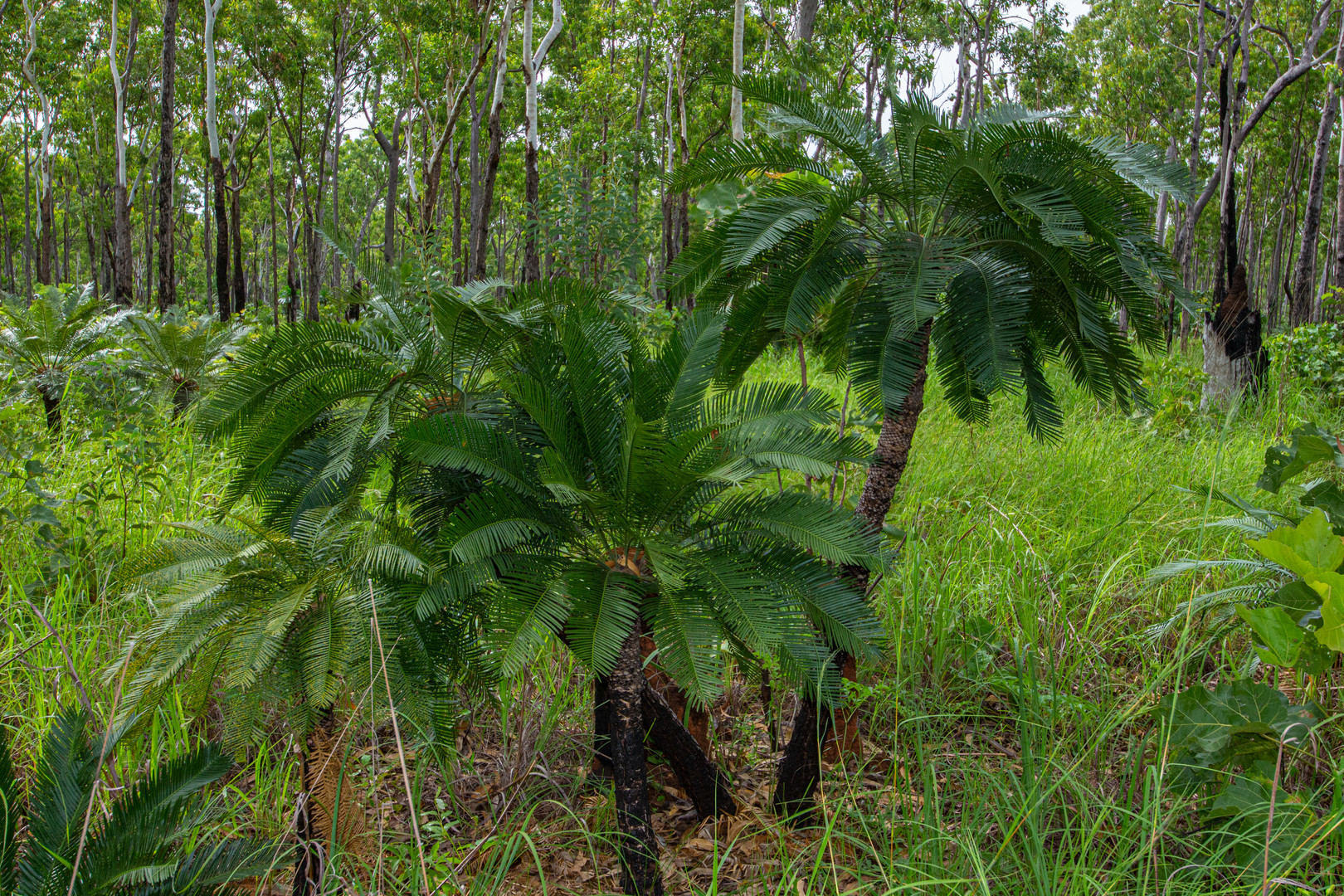 Cycas armstrongii