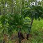 Cycas armstrongii