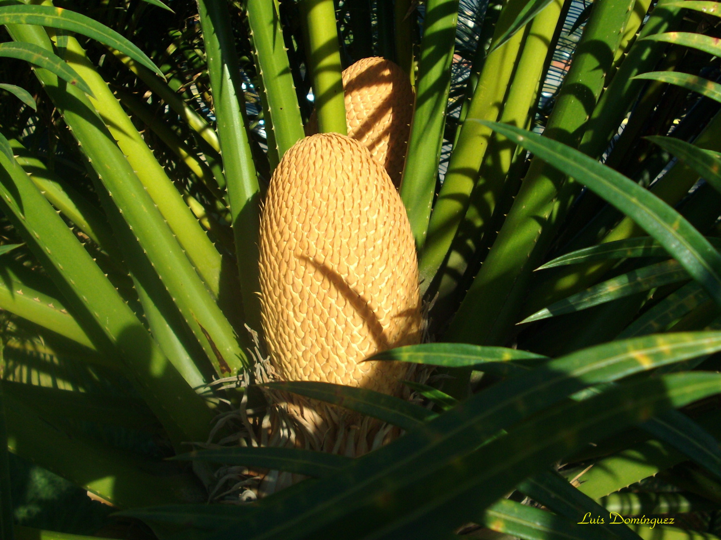 Cycas Circinalis