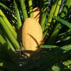 Cycas Circinalis