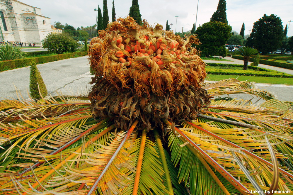 Cycas Fruchtstand