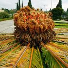 Cycas Fruchtstand